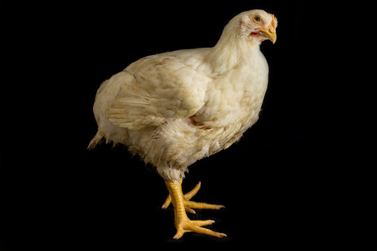 Chicken Broiler Poultry Chicken Coop Meat isolated on black background