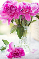 Beautiful pink peonies in a glass vase