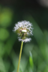 Dandelion seed head