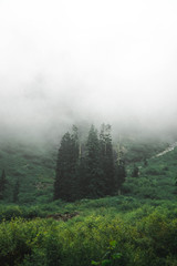 Misty trees in the mountains 