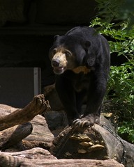 Sun bear on the move