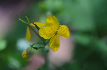 Yellow butterfly on a flower, Greater Celandine