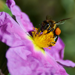 Cistus albidus