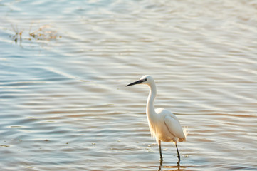 It measures between 55 and 65 cm and has an wing span of between 88 and 105 cm. It weighs between 350 and 550 g. Photograph taken in the Albufera de Mallorca