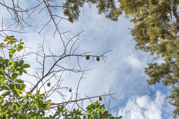 Branches with and without leaves of the Kapok tree with its seed pods and the branches of a pine with a blue sky in the background on a sunny winter day
