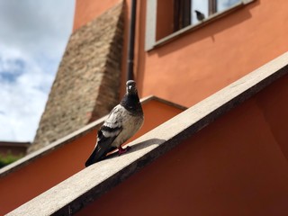 Columbidae Pigeons sitting on home wall