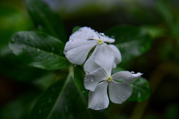 white flower with dew drops