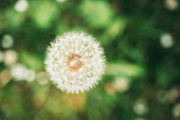 A beautiful Dandelion flower