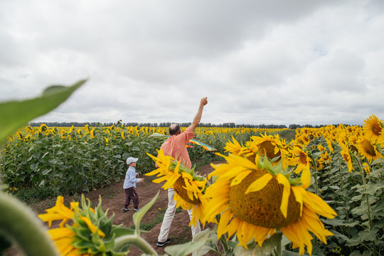 Grandfather flies a kite with his grandson in a field of sunflowers, cloudy day.