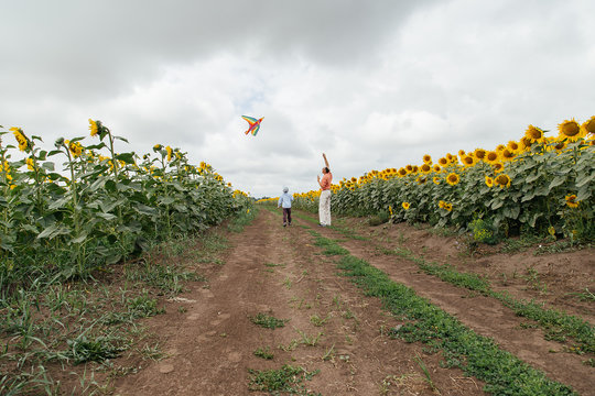 Grandfather flies a kite with his grandson in a field of sunflowers, cloudy day.