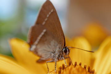 MOTYL NA KWIACIE 