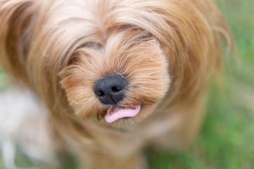 Dog Yorkshire Terrier Close-up
