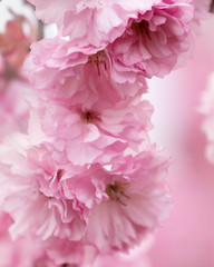 Beautiful close up of double cherry blossoms (prunus serrulata 'Kanzan')
