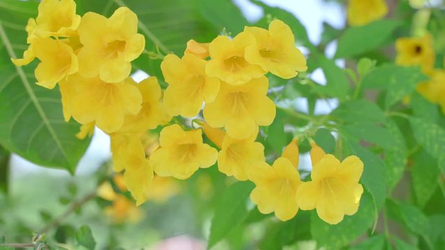 Yellow Elder Flower,Yellow elder, Trumpetbush, Trumpetflower, Yellow trumpet-flower, Yellow trumpetbush, tecoma stans Tropical areas of southern Thailand.