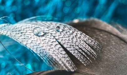 Big water drop on feather in blue
