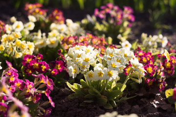 Blooming bright spring flowers, background. Bush pink, red, white and yellow primrose grows in the garden