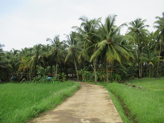 Obraz na płótnie Canvas rice field in India surrounded by palms