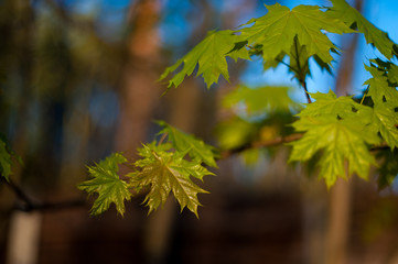 little maple leaves on tree in springtime