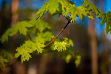 little maple leaves on tree in springtime