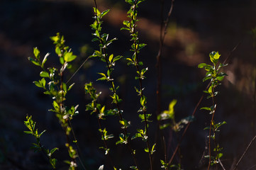 little leaves on currant bush in springtime