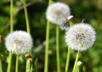 Wiese mit Pusteblumen