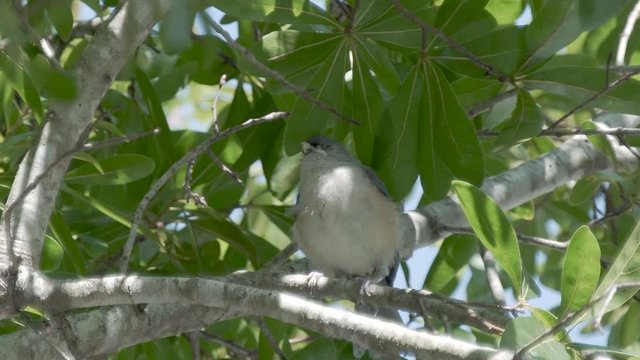 Closeup Tufted titmouse baby bird chick sleeping in a tree in Orlando Florida