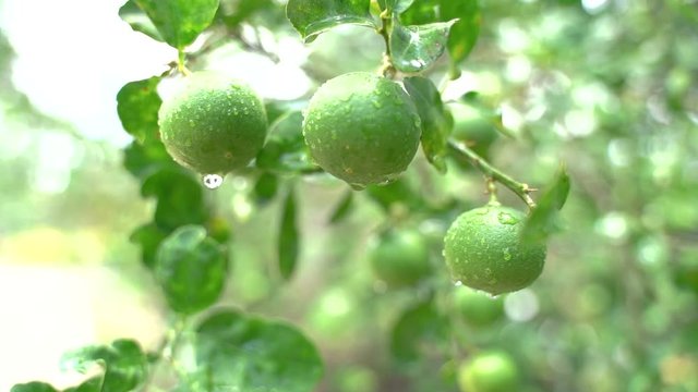 Green lemons on the tree. Lemons against the background of green leave, taken from the actual location After the rain, bright. 4K viedo Tropical areas in southern Thailand.