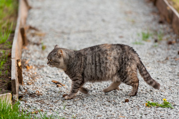 a grey cat walking in the forest springtime