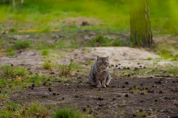 a grey cat walking in the forest springtime