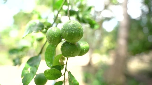 Green lemons on the tree. Lemons against the background of green leave, taken from the actual location After the rain, bright. 4K viedo Tropical areas in southern Thailand.