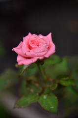 pink rose with water drops