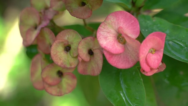 Beautiful Pink Euphorbia Milii flower in the nature, taken from the actual location After the rain, bright. 4K viedo Tropical areas in southern Thailand.