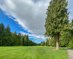 Golf course with gorgeous green and fantastic forest view.