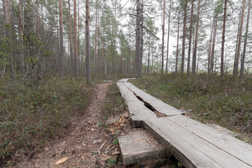 Nature trail in national park.