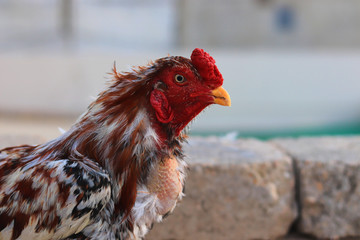 A close-up of a rooster's head and neck