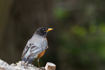 nice robin bird with green background