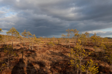 Contrasty scene in national park.