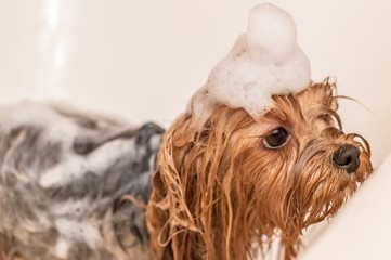 Yorkshire terrier dog bathes in the bath