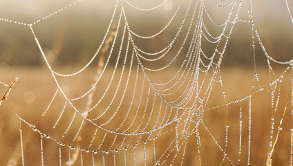 Morning dew in the spider webs
