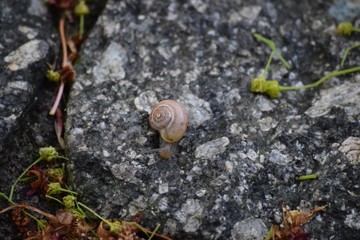 reddish Leaf snail