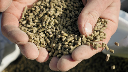 Closeup of granulated feed in the hands of a farmer falling to the bag