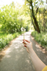 Girl holding dandelion with her hand