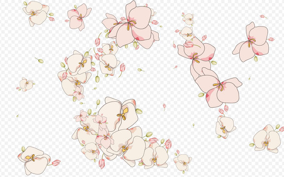 White Orchid Plant Vector Transparent Background. 