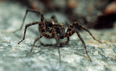 The spider is a monster with a terrible face.Macrophotography.