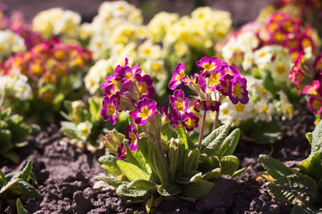 Blooming bright spring flowers, background. Bush pink, red, white and yellow primrose grows in the garden