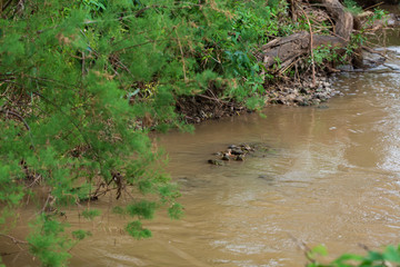 Green grass with a Kishon River in the background
