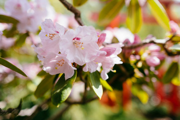 Azalea flowers on a tree branch