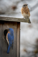 A Male and Female Eastern Bluebird Checking Out Their Nesting Box