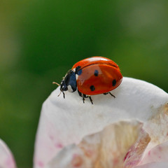 Marienkäfer