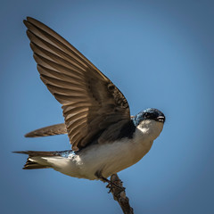 Male Tree Swallow Stretching His Wings in the Springtime Sunshine
